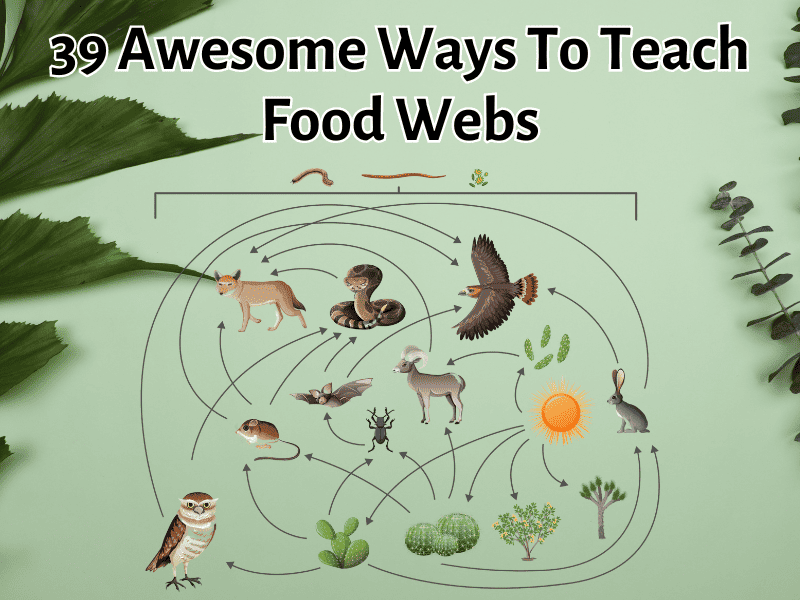 food web ideas