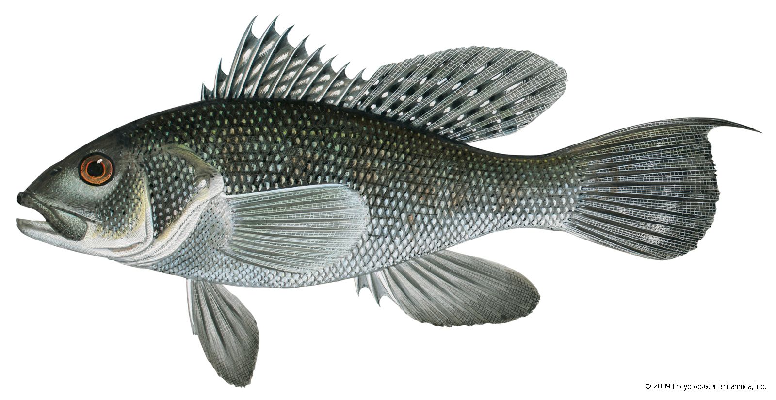 pictures of sea bass