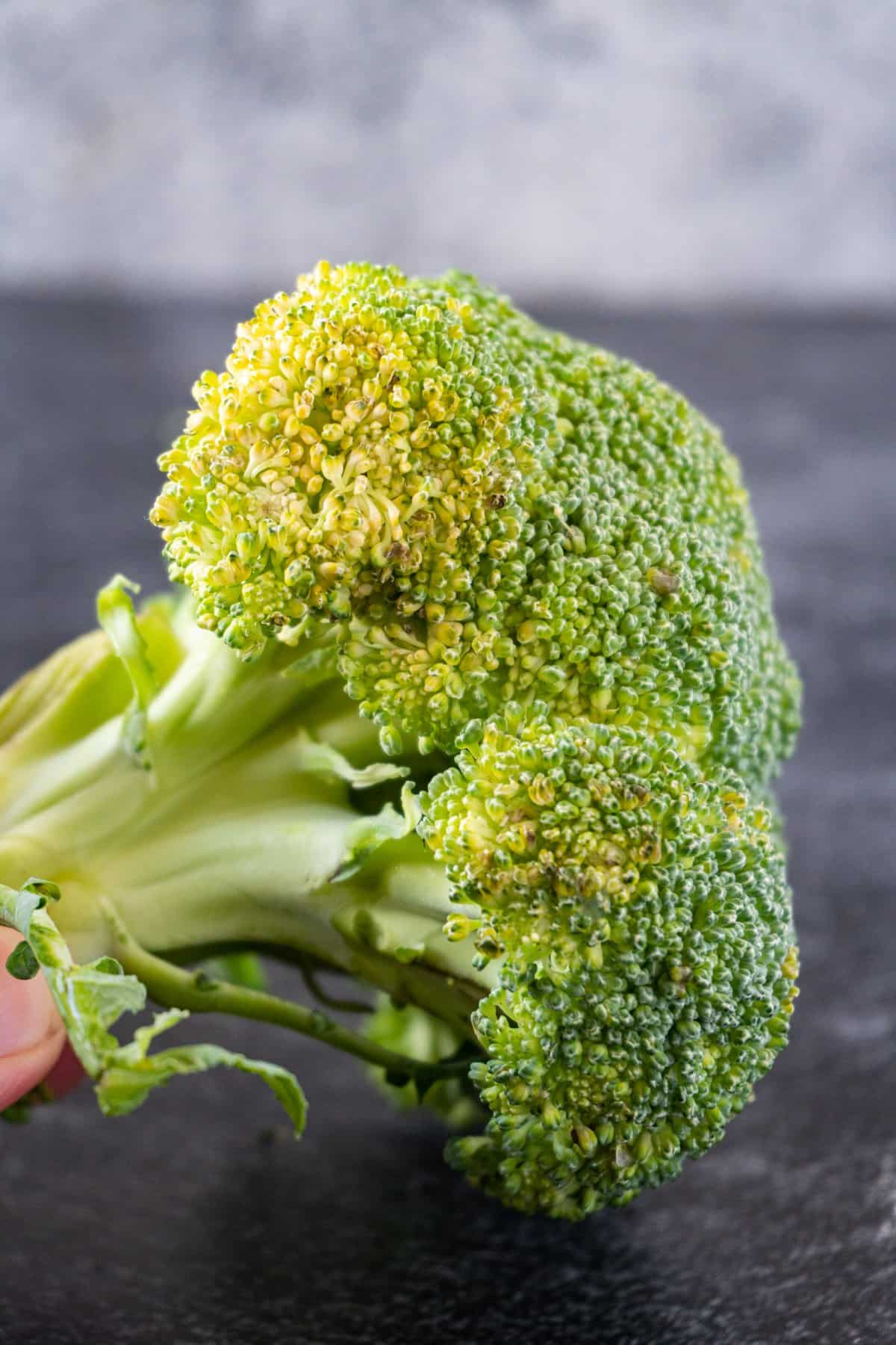 what does bad broccoli look like
