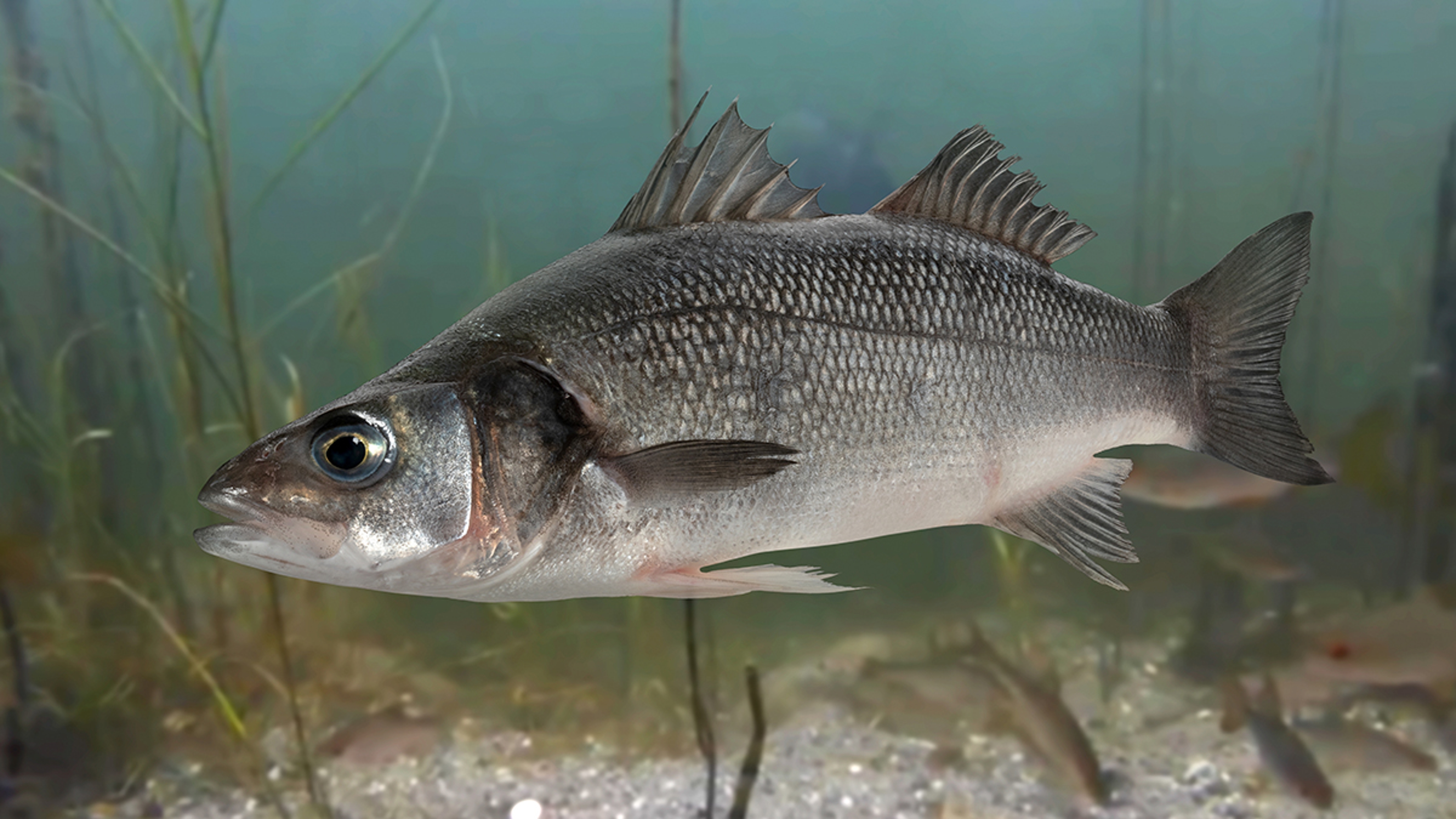 pictures of sea bass