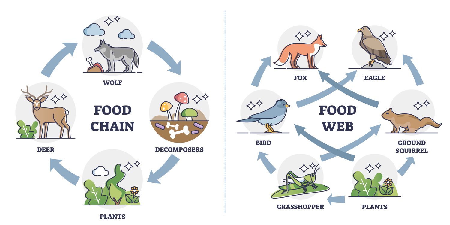 food web ideas
