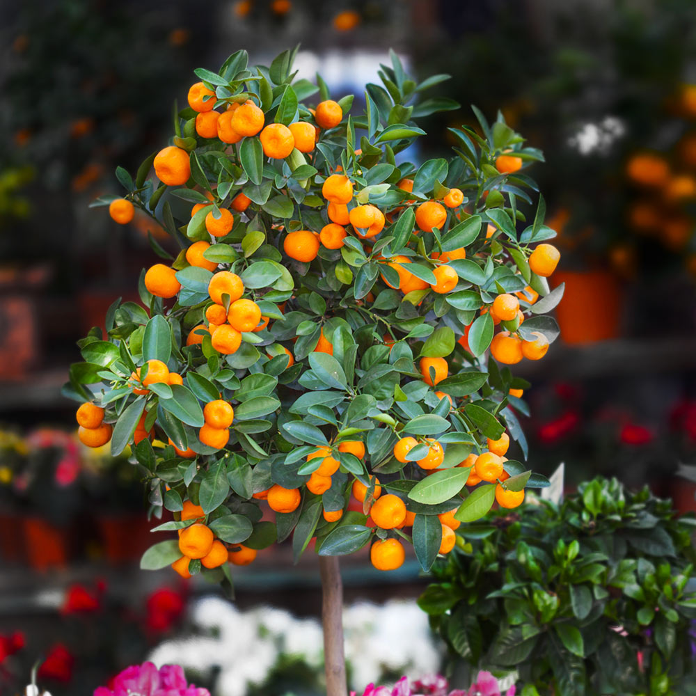 mandarin plant for sale