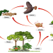 food web site