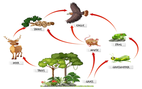 food web site