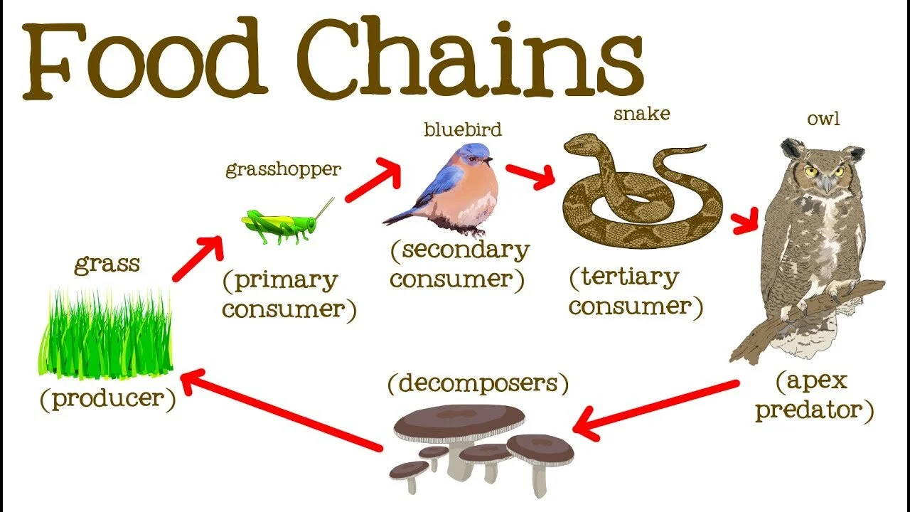 food web ideas