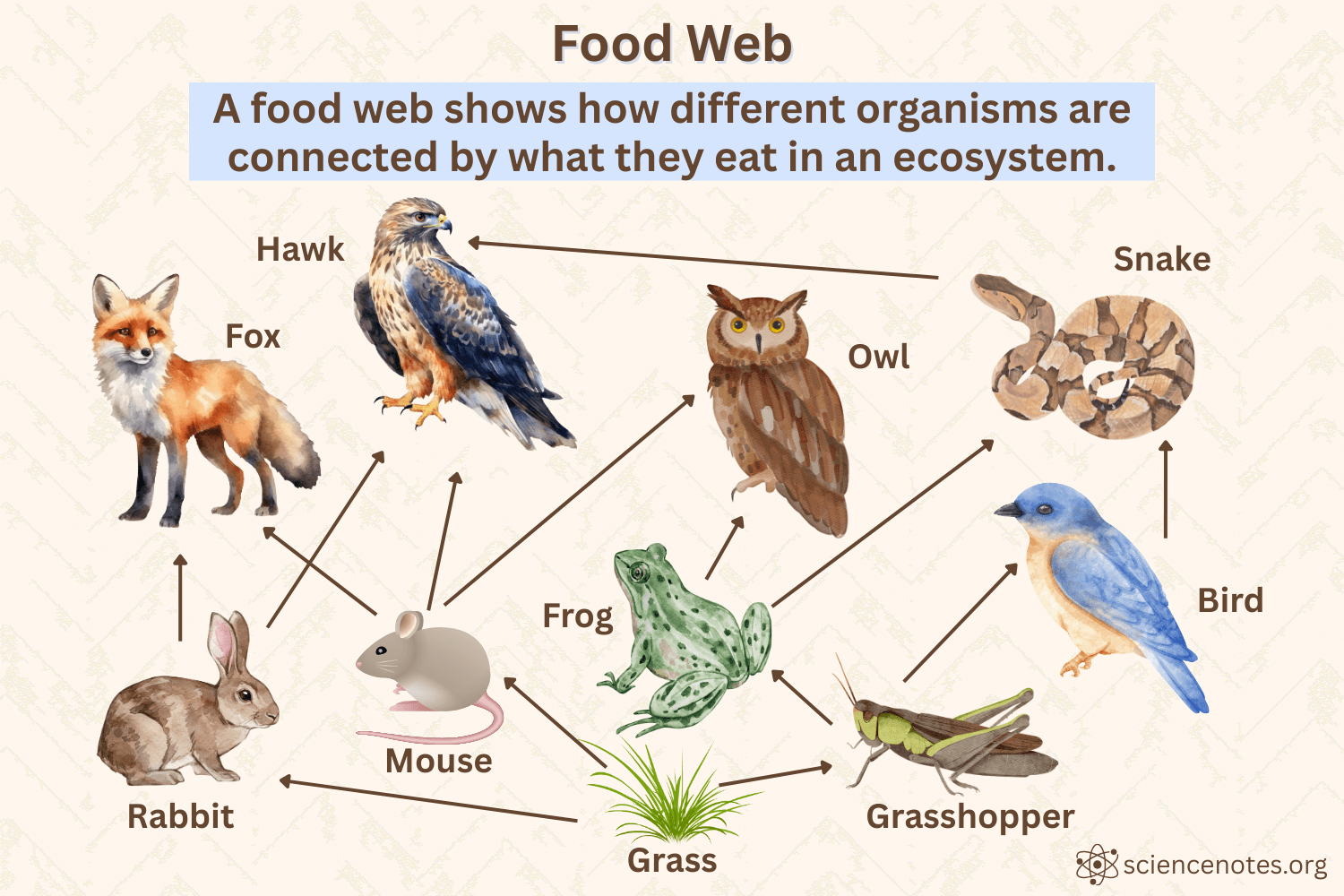 food web ideas