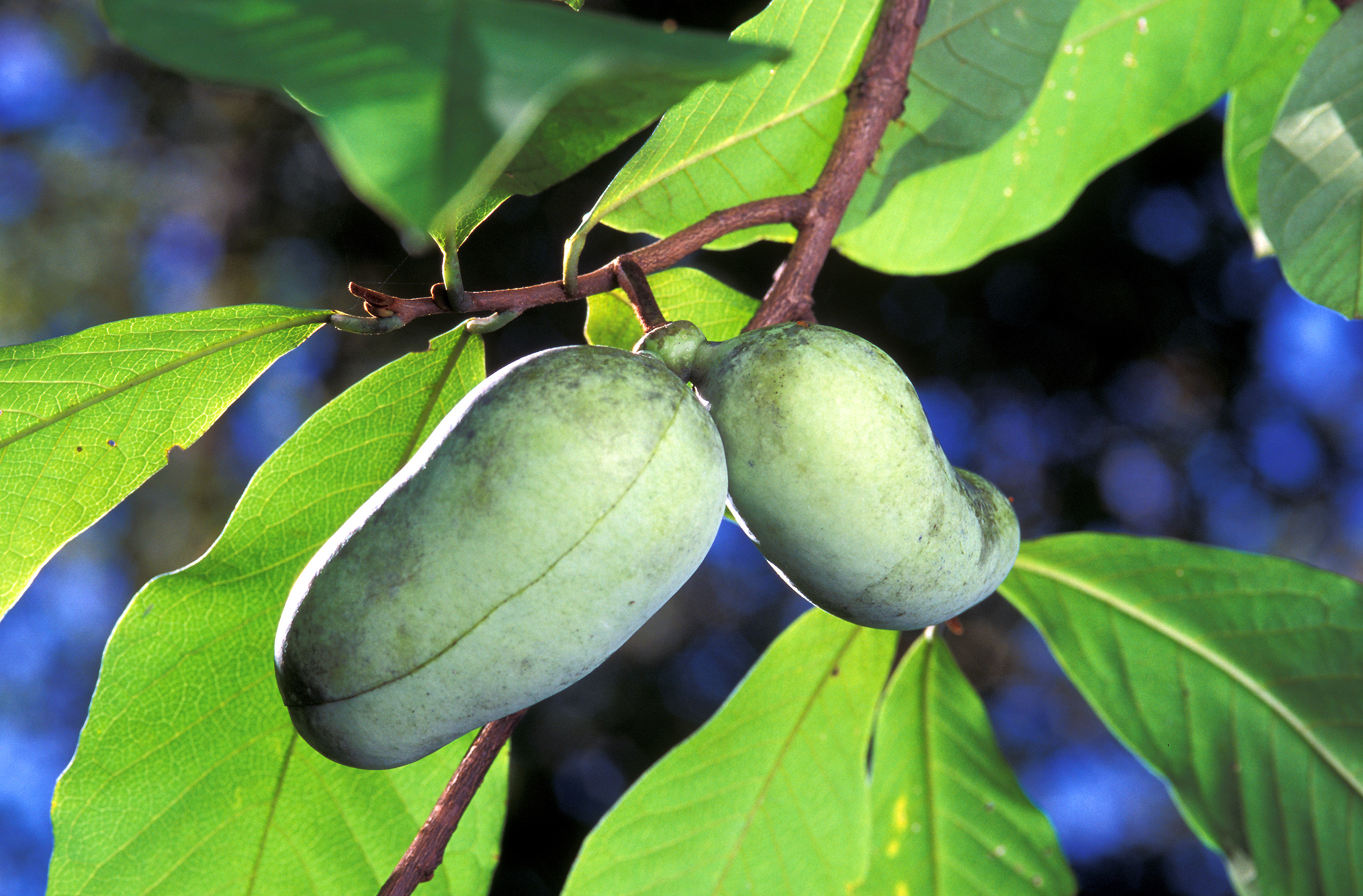 pawpaw fruit in spanish