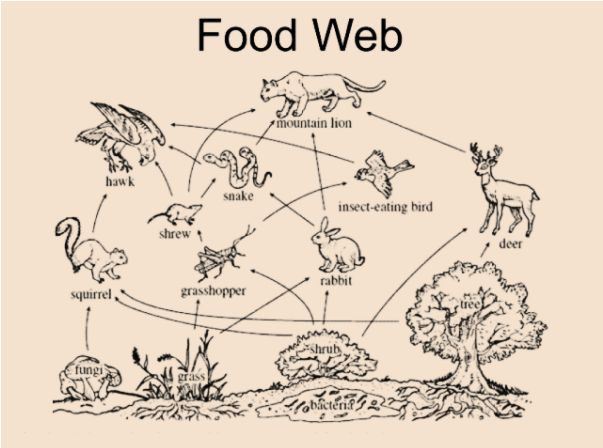 food web ideas
