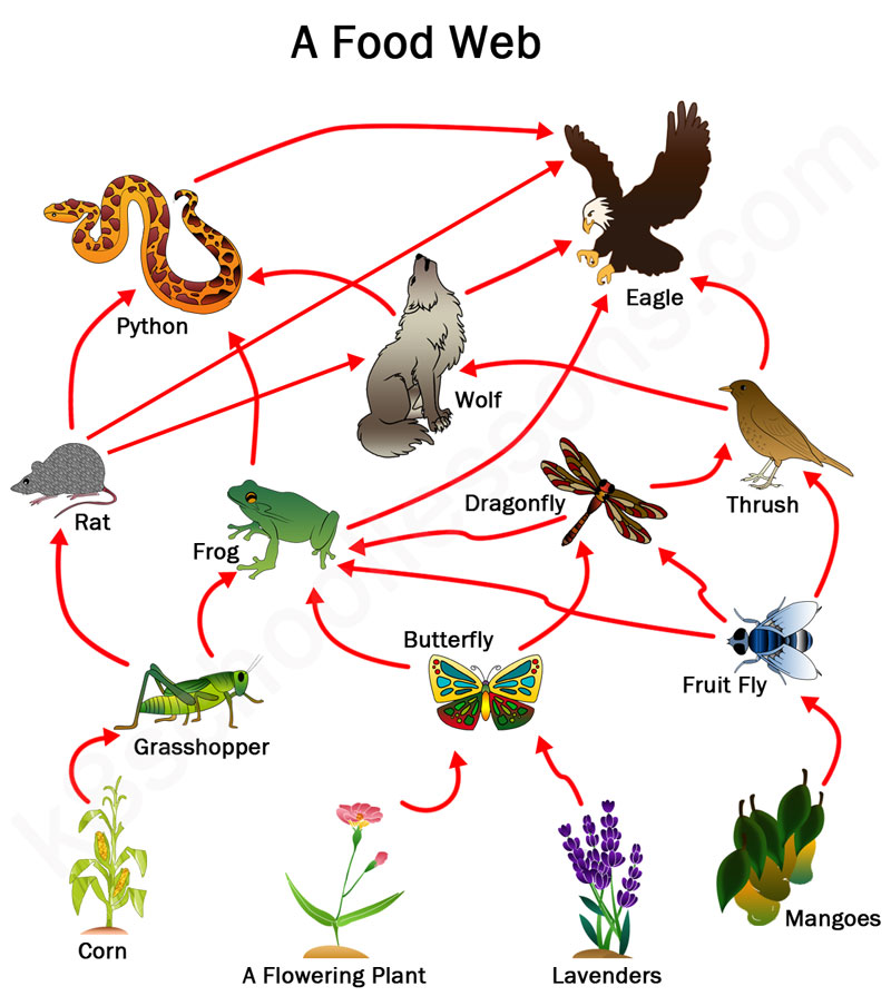 food web ideas