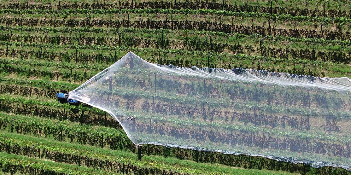 Calculating Water Benefits on Modern Coffee Farms