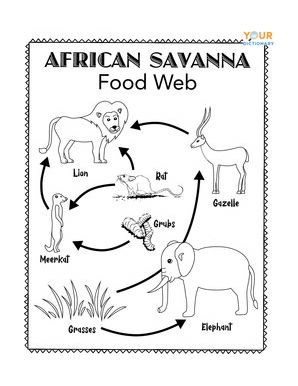 easy simple food web