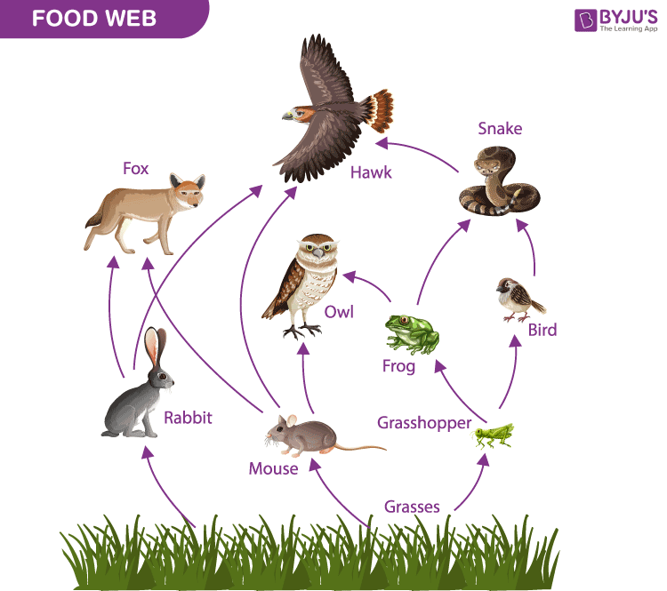 food web images