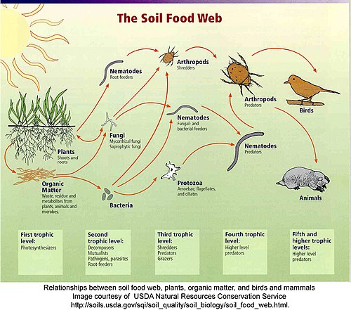 food web images