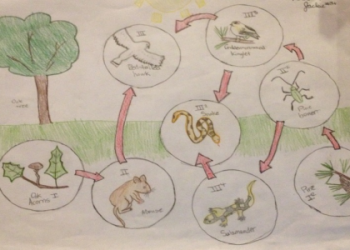 easy simple food web