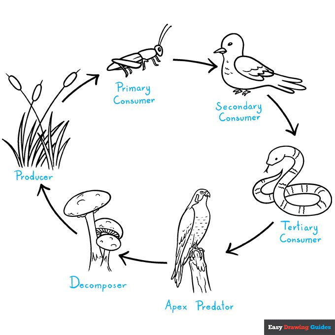 easy simple food web